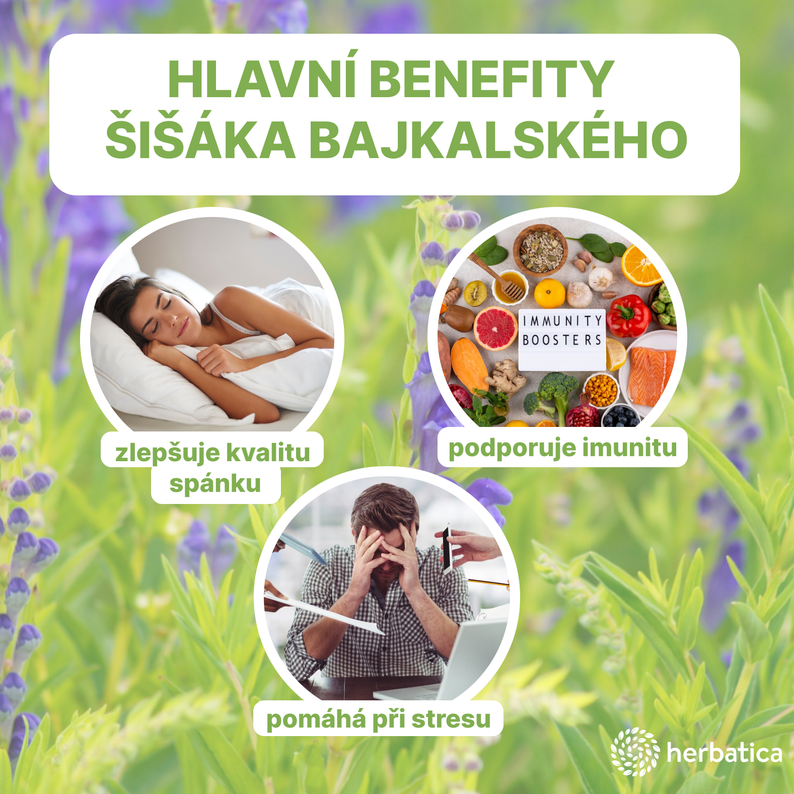 Šišák bajkalský tinktura Herbatica - benefity
